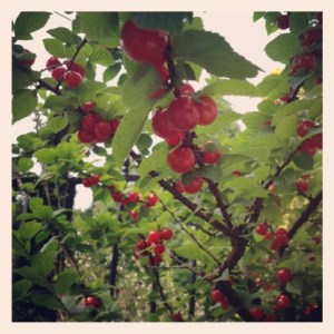 yusuraume-1880067807